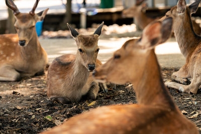 Deer in a field