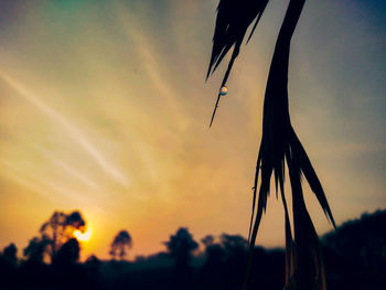 Low angle view of silhouette plants on field against sky during sunset