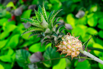 High angle view of pineapple plant