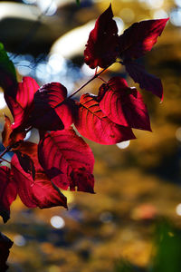 Close-up of red flowering plant