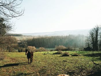 Scenic view of grassy field against sky