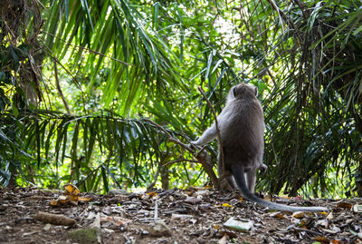 Monkey in a forest