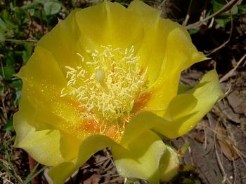 Close-up of yellow flowers