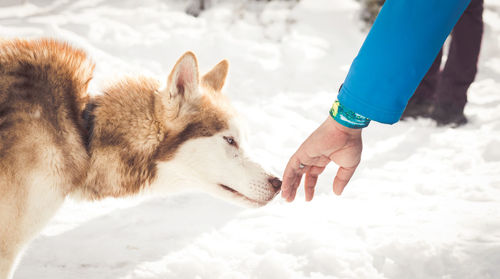 Cropped hand touching dog during winter