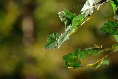 Close-up of fresh green plant