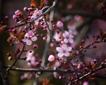 Close-up of pink flowers on branch