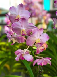 Close-up of pink flowers blooming outdoors