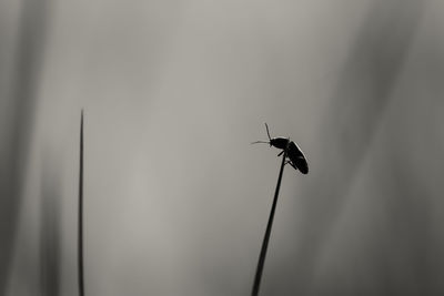 Close-up of fly on plant