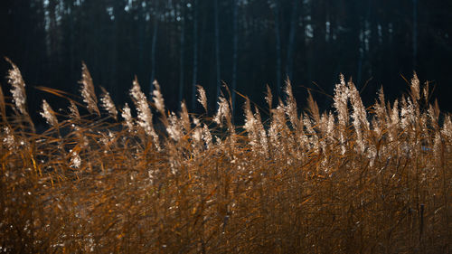 Close-up of plants