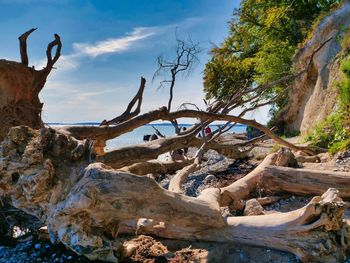 Fallen tree trunk against sky