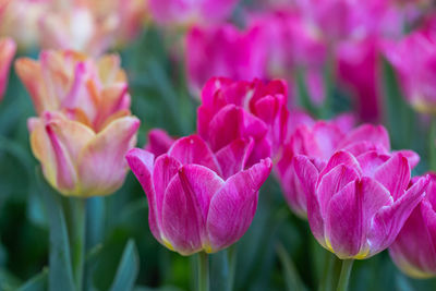 Close-up of pink tulips