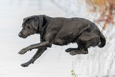 Side view of a dog on shore