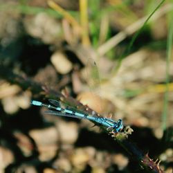 Close-up of damselfly on leaf