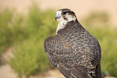 Close-up portrait of a bird