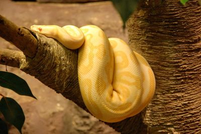 Close-up of hand on tree trunk