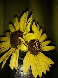 Close-up of sunflower