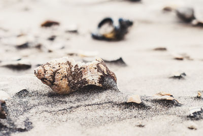 Close-up of shell on sand