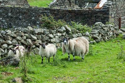 Sheep grazing on field