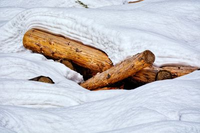 Tree timber under snow