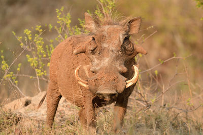 Rhinoceros standing on field