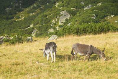 Donkeys in a field