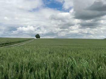 Scenic view of grassy field against sky