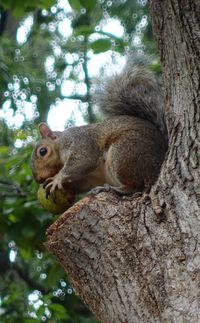 Squirrel sitting on tree trunk