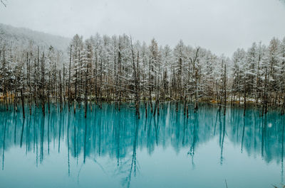 Snow covered trees reflecting in blue pond