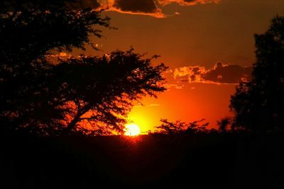 Silhouette trees against sky during sunset