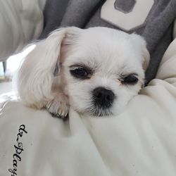 Portrait of white dog relaxing on bed