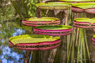 High angle view of coins in lake