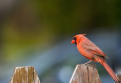 Close-up of bird perching on wooden post