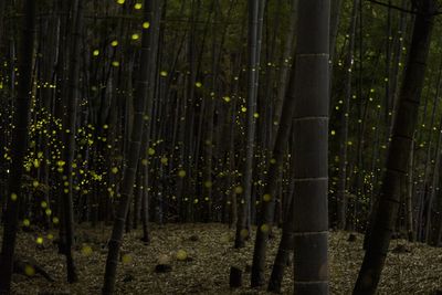 Bamboo trees in forest