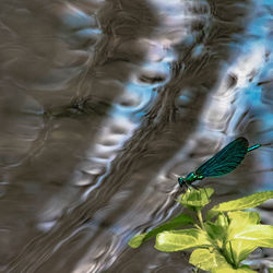 Close-up of insect on leaf