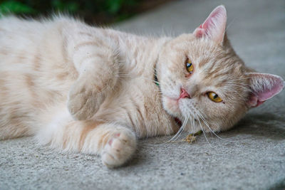 Close-up of cat resting