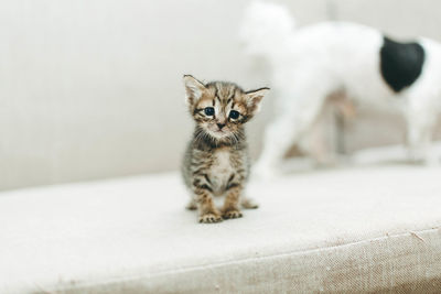 Portrait of kitten sitting