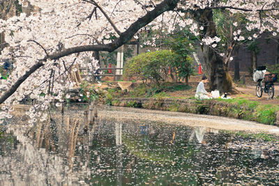 View of trees