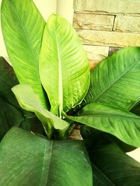 Close-up of fresh green plant