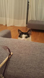 Close-up portrait of cat on sofa at home