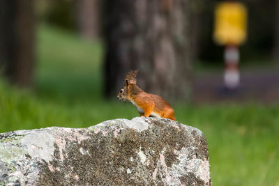 Close-up of squirrel on rock