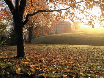 Sunlight falling on autumn leaves on land