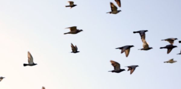 Birds flying over white background