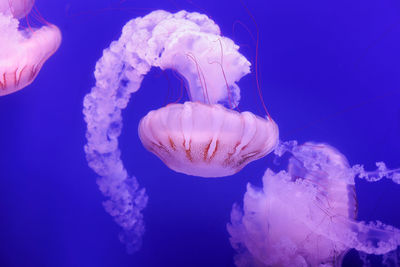 Jellyfish swimming in sea