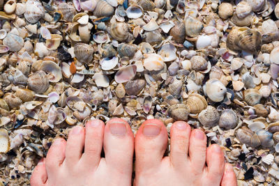 Low section of woman standing on seashells at beach