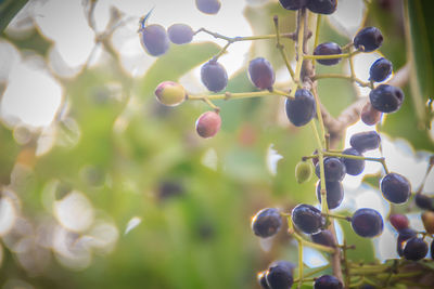 Close-up of berries growing on tree