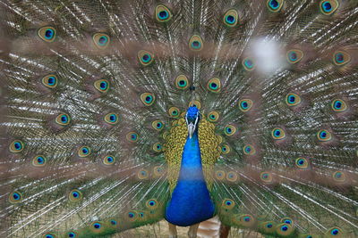 Close-up of peacock