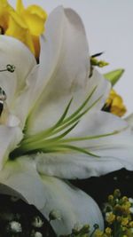 Close-up of white flowers