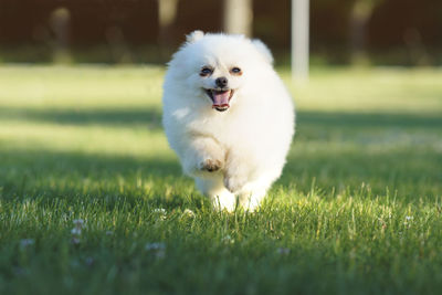 Dog running on grassy field