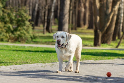 Portrait of dog standing against trees