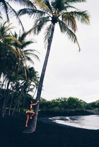 Low angle view of palm tree at beach against sky